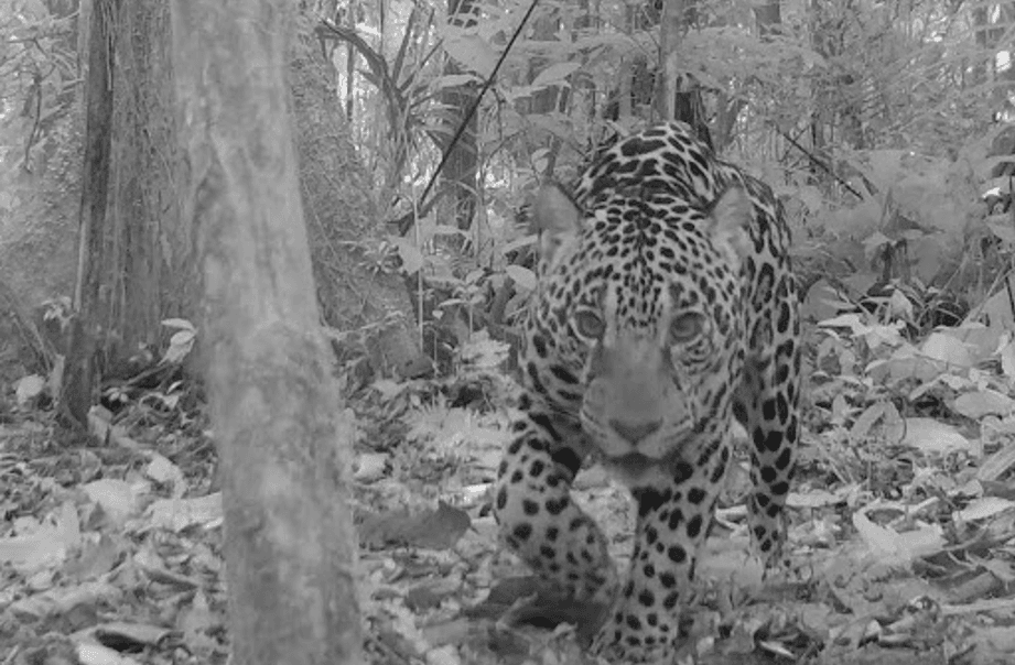 Camera trap photograph of a jaguar from the project in Sharamentsa